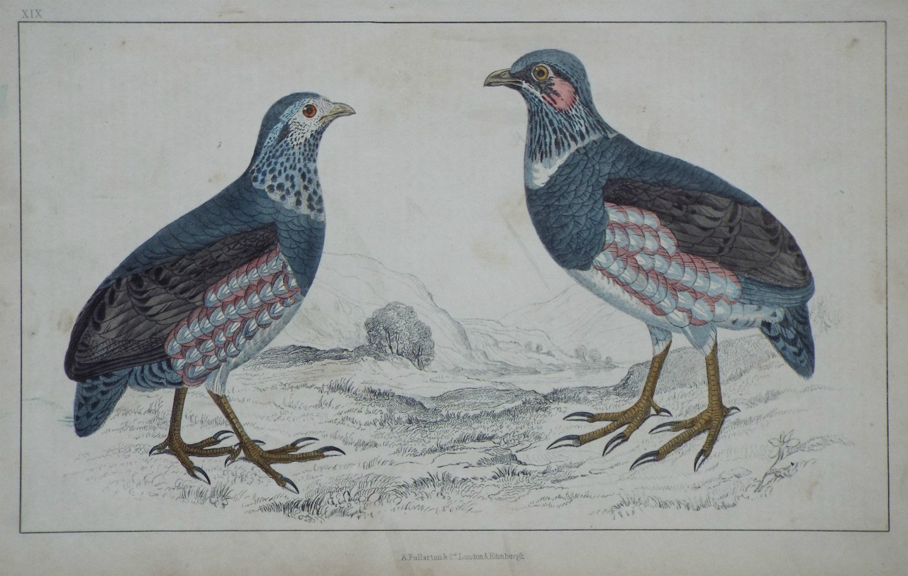 Print - Large Footed Partridges